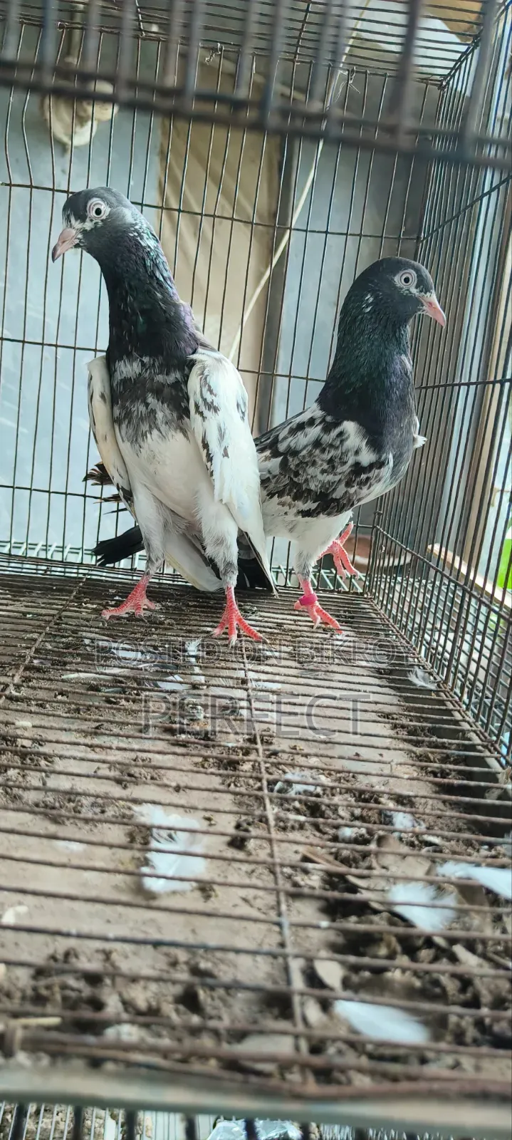 Pakistan Kobutor Kamagar, Teddy, Saki