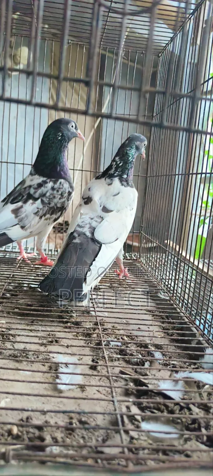 Pakistan Kobutor Kamagar, Teddy, Saki