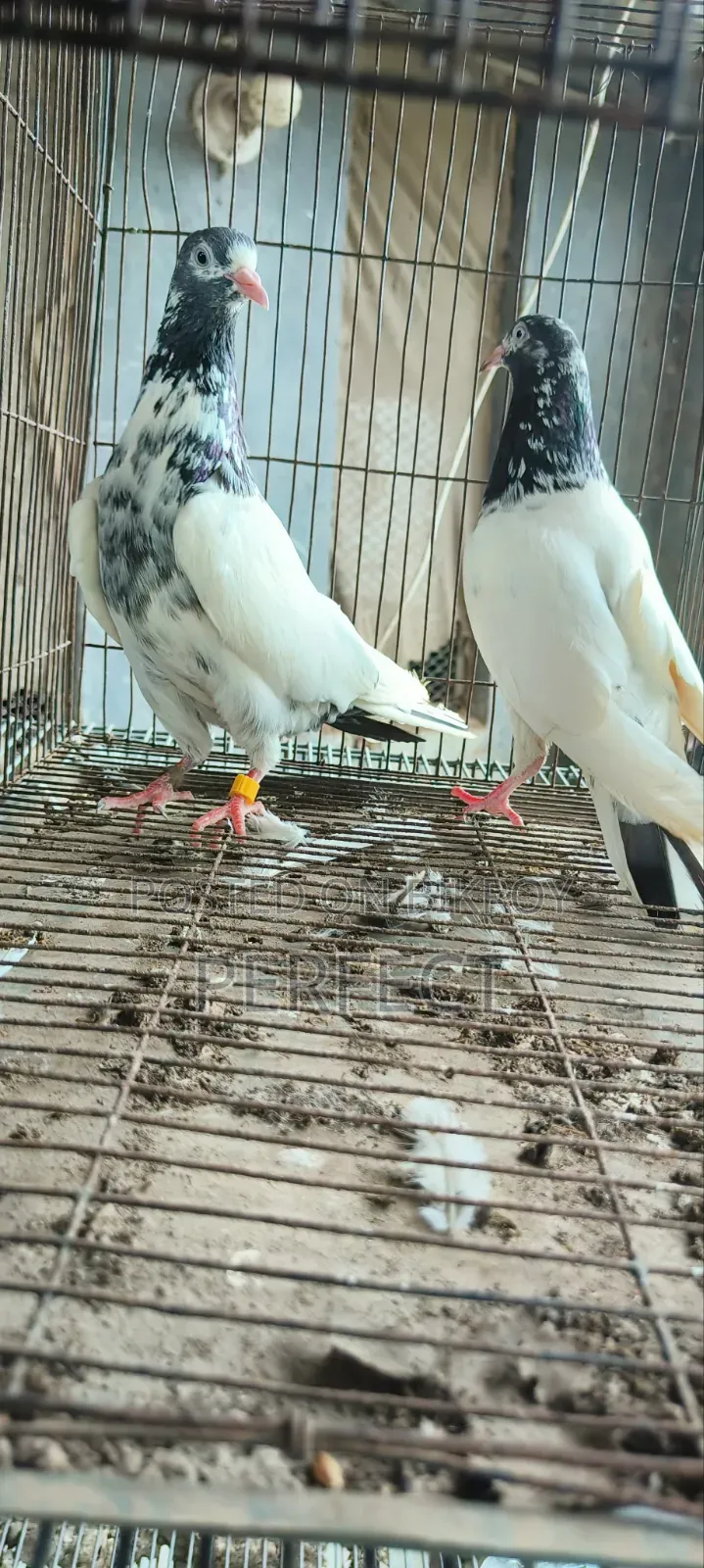 Pakistan Kobutor Kamagar, Teddy, Saki