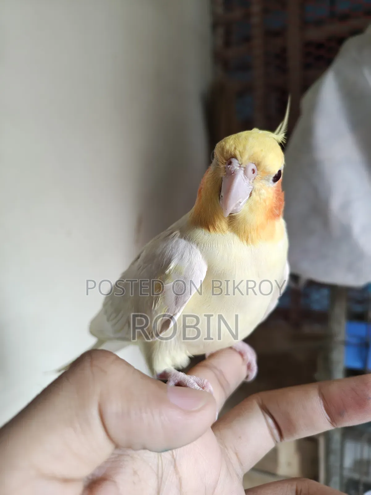 ককাটেল মেল