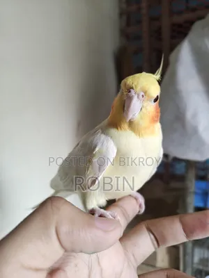 ককাটেল মেল