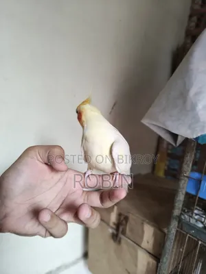 ককাটেল মেল