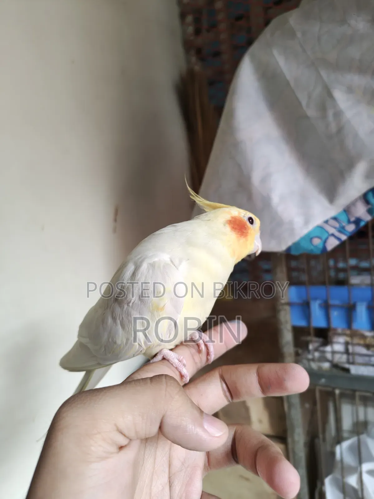 ককাটেল মেল