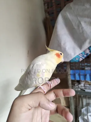 ককাটেল মেল