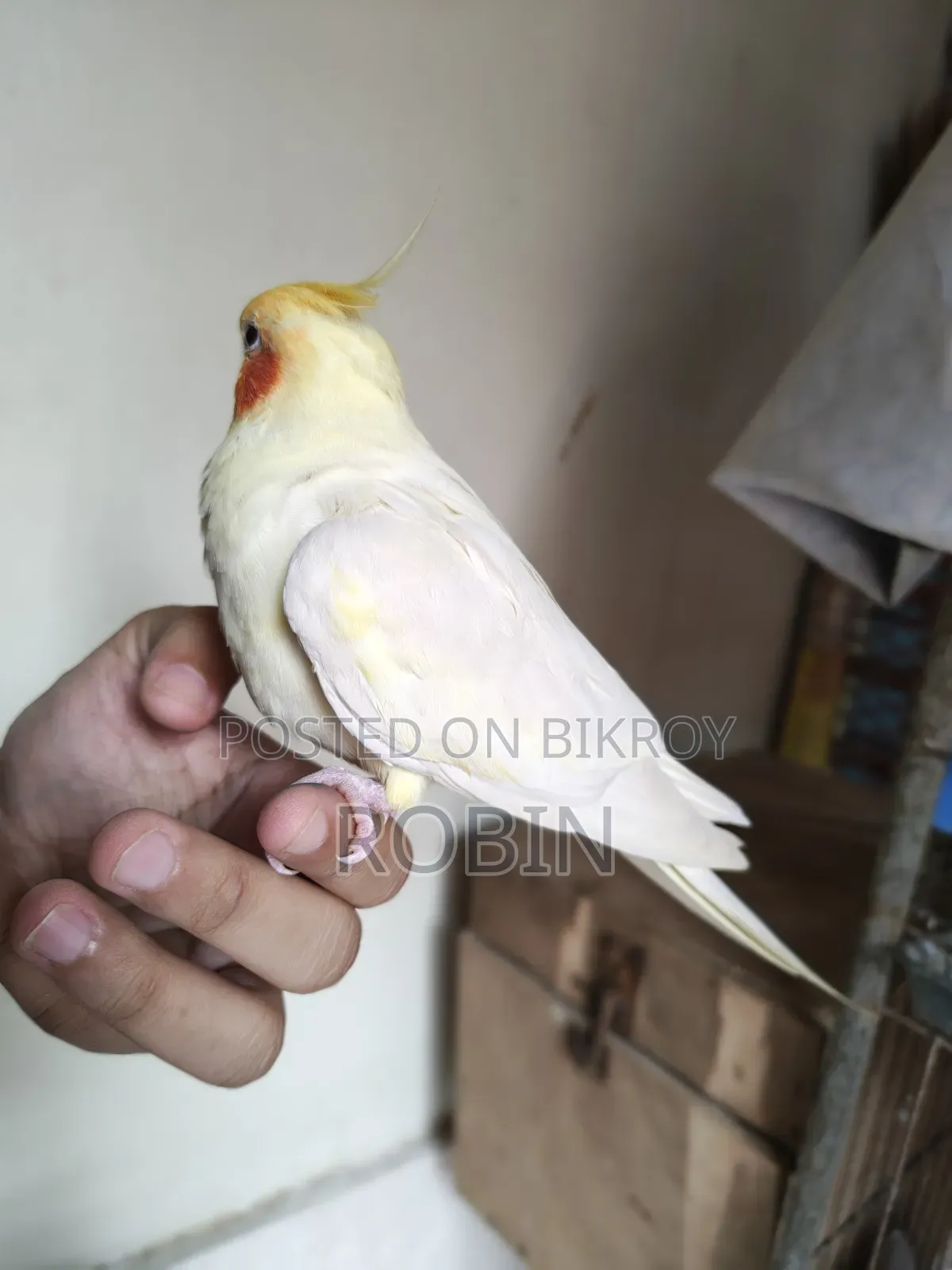 ককাটেল মেল