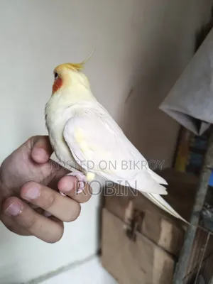 ককাটেল মেল