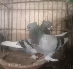 রাজশাহী গিরিবাজ