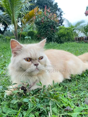 6-12 Months Female Purebred Persian