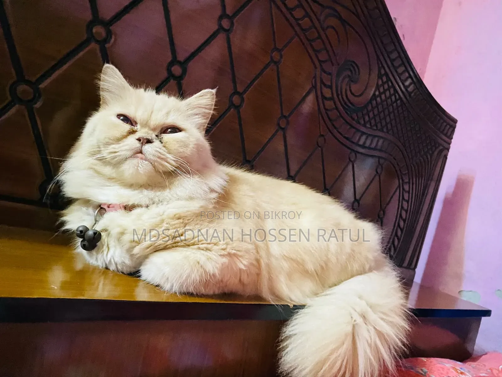 6-12 Months Female Purebred Persian