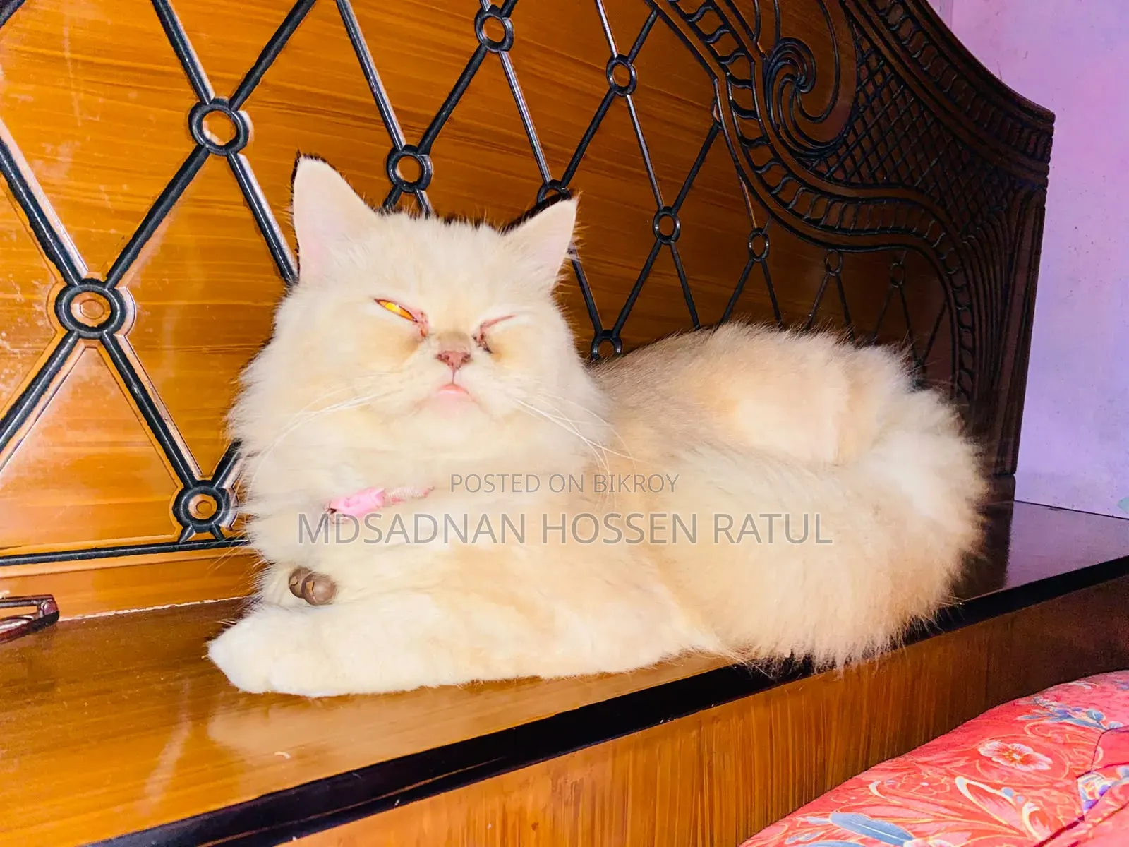 6-12 Months Female Purebred Persian