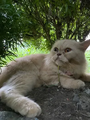 6-12 Months Female Purebred Persian