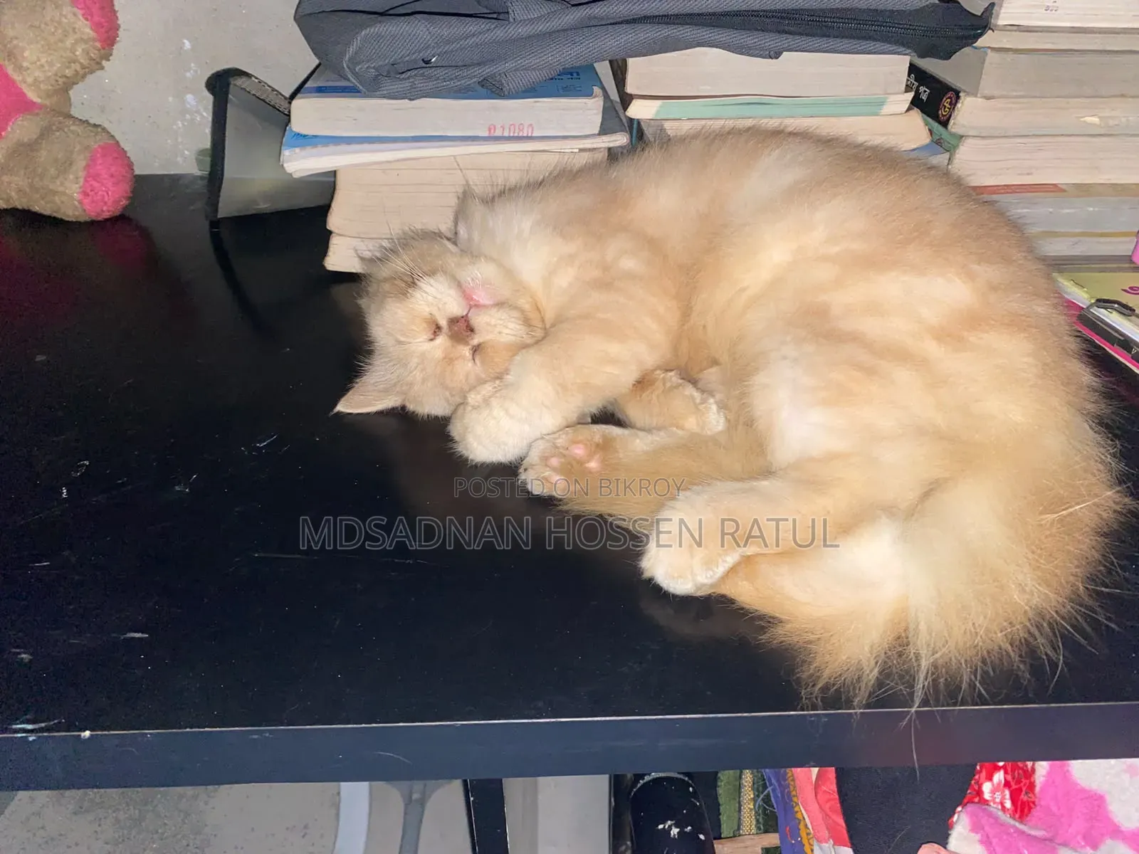 6-12 Months Female Purebred Persian