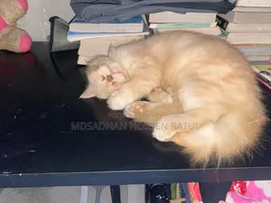 6-12 Months Female Purebred Persian