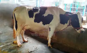 ১৩০১ নং গাভী গরু বিক্রয় হবে মুন্ডি জাতের।