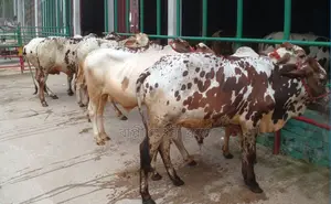 1304 number selected 7 bull calves will be sold in one lot.