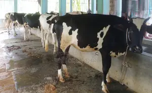 ১৩০৫ নং বাছাই কৃত ৫টি বকনা এক লটে বিক্রয় হবে ।