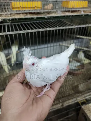 Cockatiel Baby