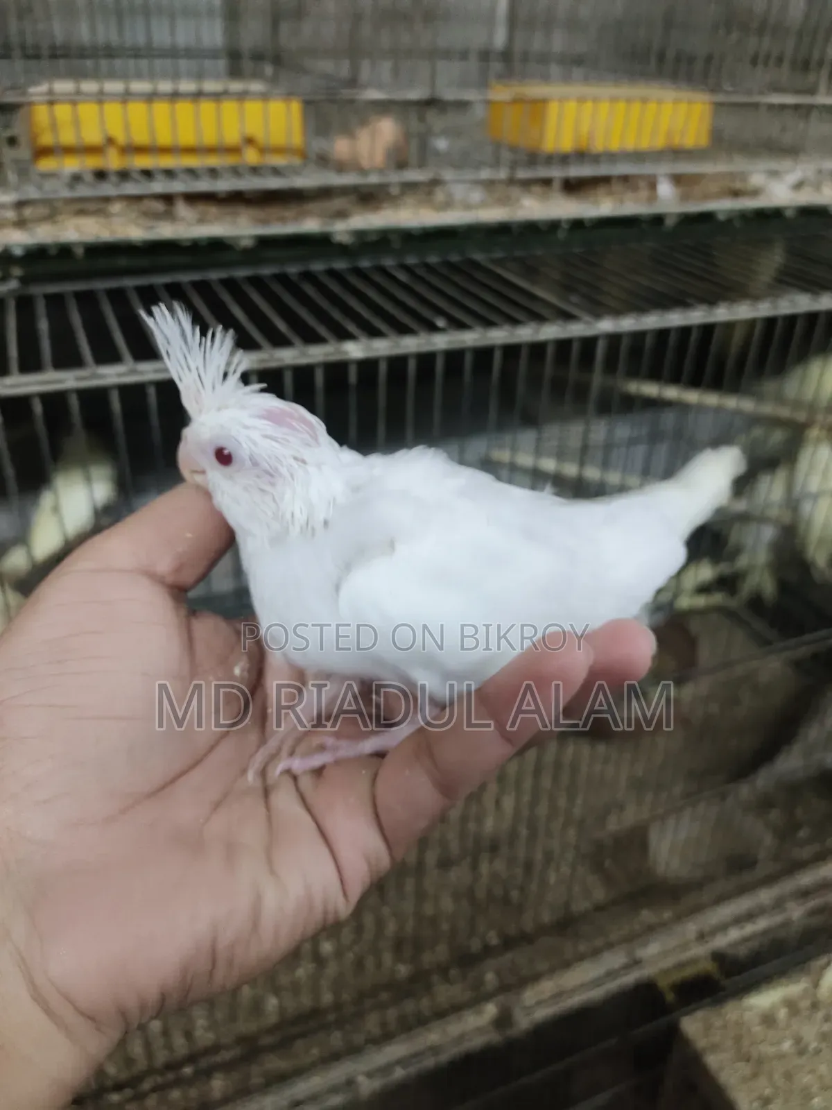 Cockatiel Baby