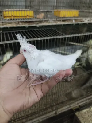 Cockatiel Baby