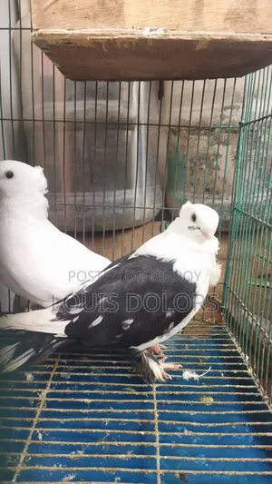 Black Shorting Nor Kakge Nor Running