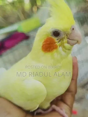 Cockatiel Baby