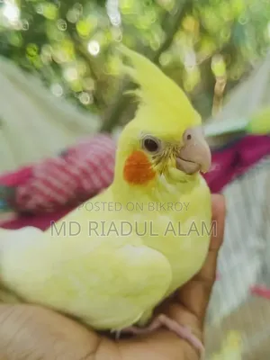 Cockatiel Baby