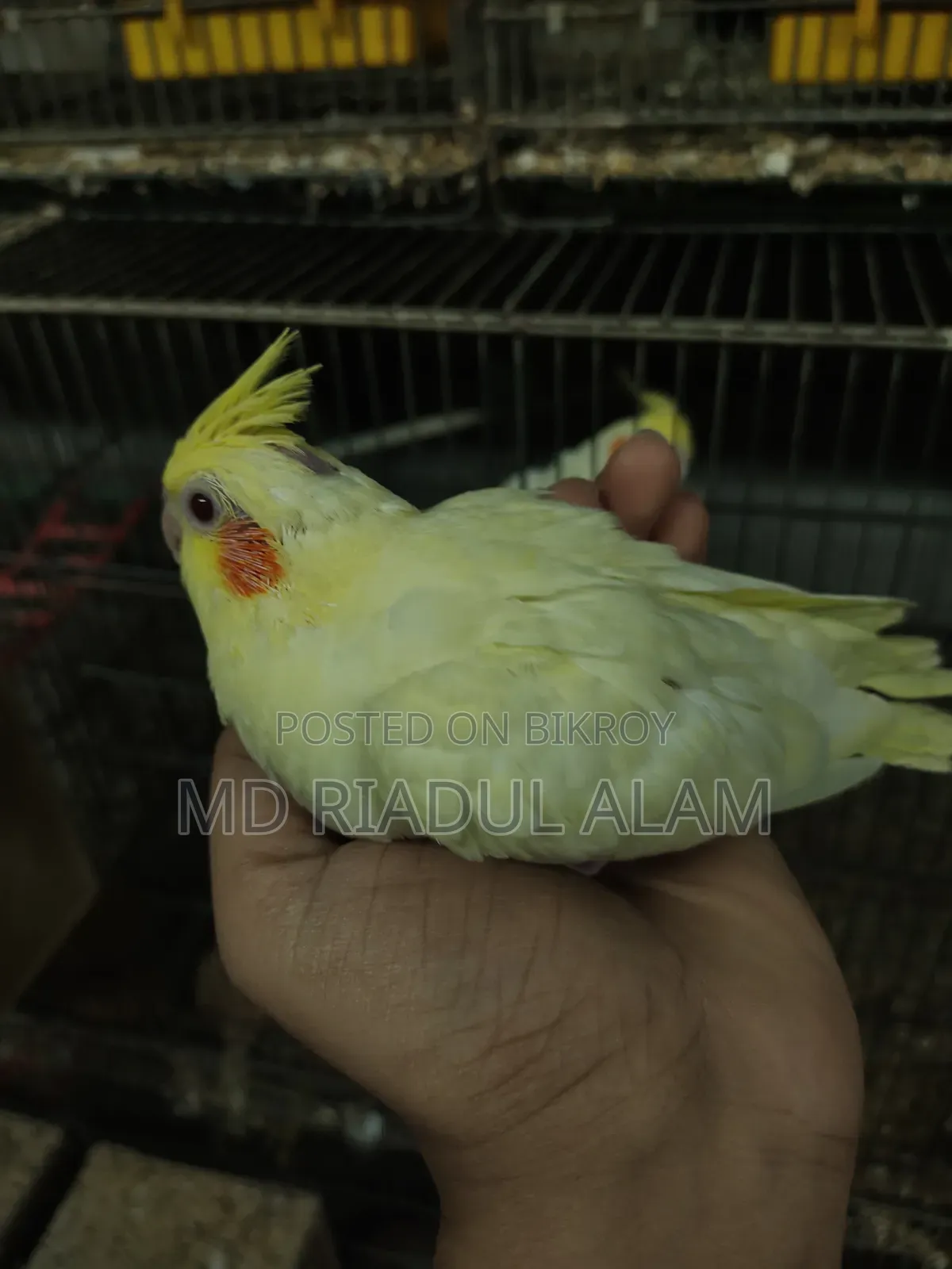 Cockatiel Baby