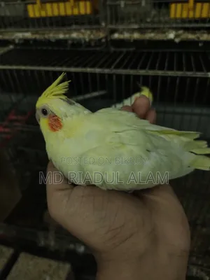 Cockatiel Baby