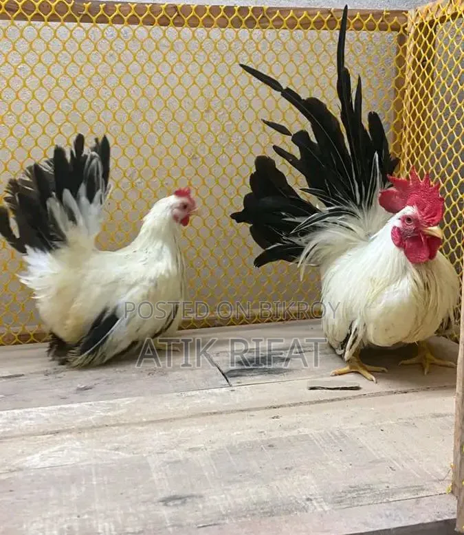 জাপানীস বেন্থাম বাচ্চা।