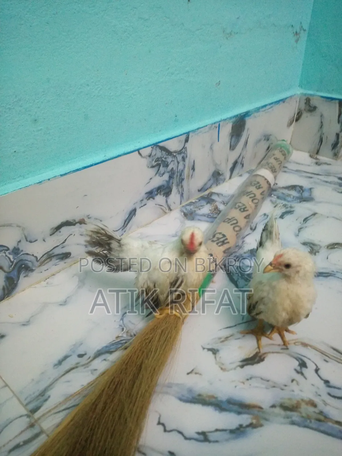জাপানীস বেন্থাম বাচ্চা।
