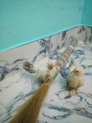জাপানীস বেন্থাম বাচ্চা।