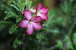 Canon 4000d With 50 Mm Prime Lens 2.8 Apature