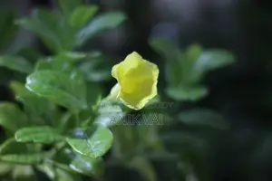 Canon 4000d With 50 Mm Prime Lens 2.8 Apature