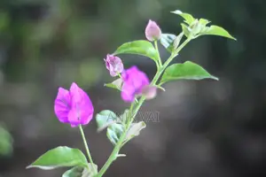 Canon 4000d With 50 Mm Prime Lens 2.8 Apature