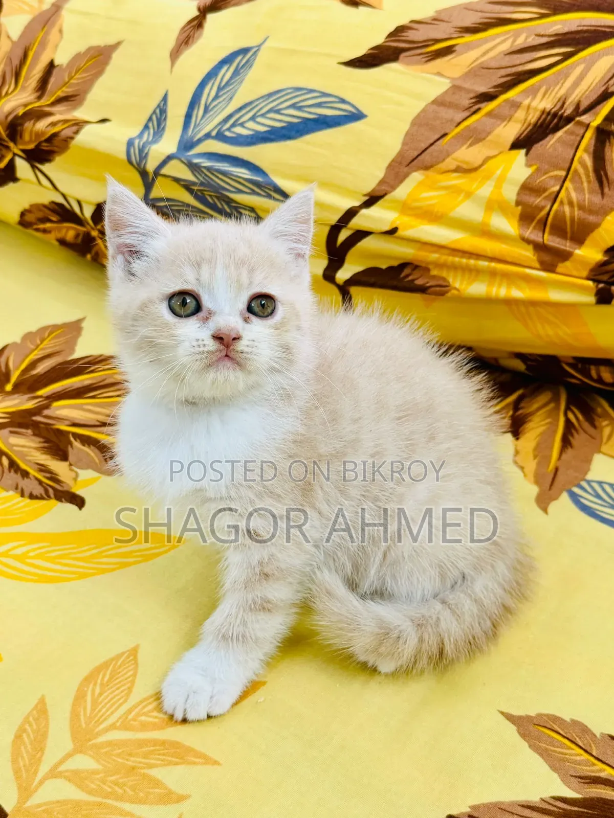 1-3 Months Female Purebred British Shorthair