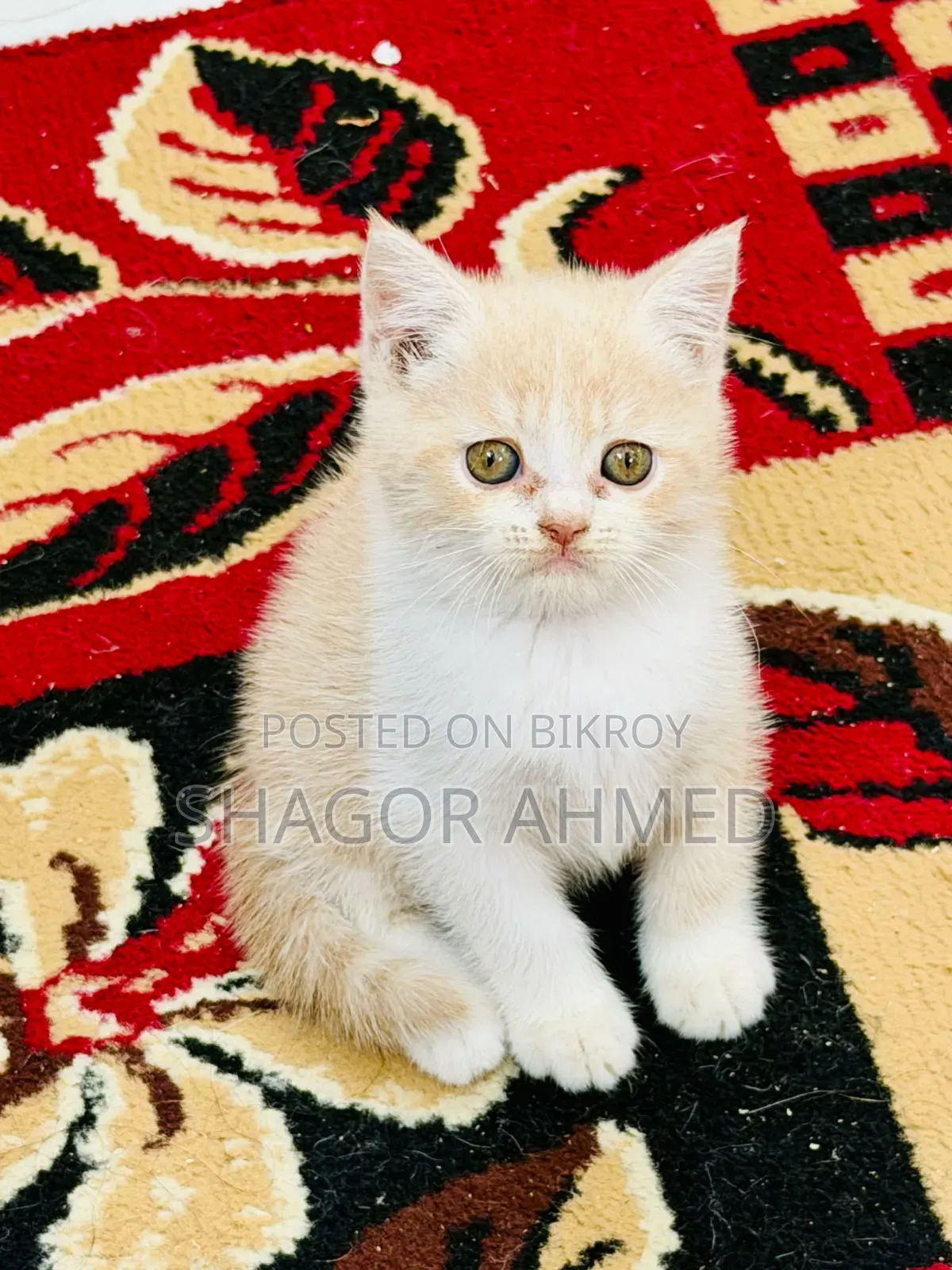 1-3 Months Female Purebred British Shorthair