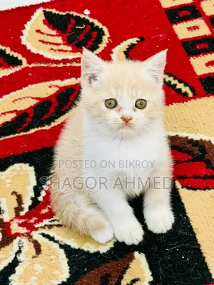1-3 Months Female Purebred British Shorthair