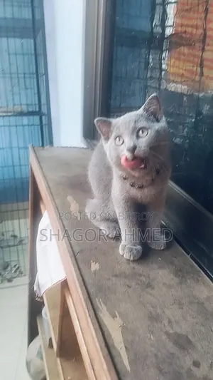 1-3 Months Female Purebred British Shorthair