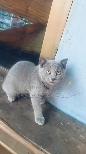1-3 Months Female Purebred British Shorthair