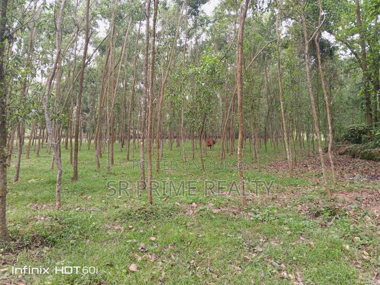 127 Decimal Land with Garden Beside 20 Feet Road - Kaliakair, Jathila