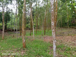 ২০ ফিট রাস্তার পাশে ১২৭ শতাংশ বাগান সহ জমি- কালিয়াকৈর, জাথিলা