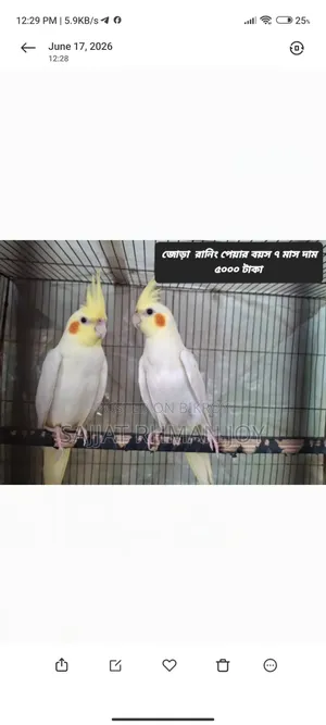Running Pair of Birds 5000 Taka, Single Bird 2500 Taka
