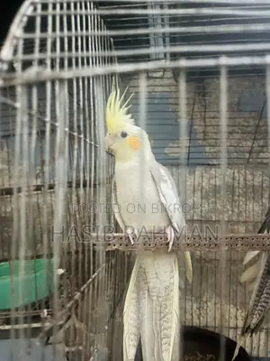 Cockatiel Bird
