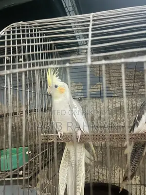 Cockatiel Bird