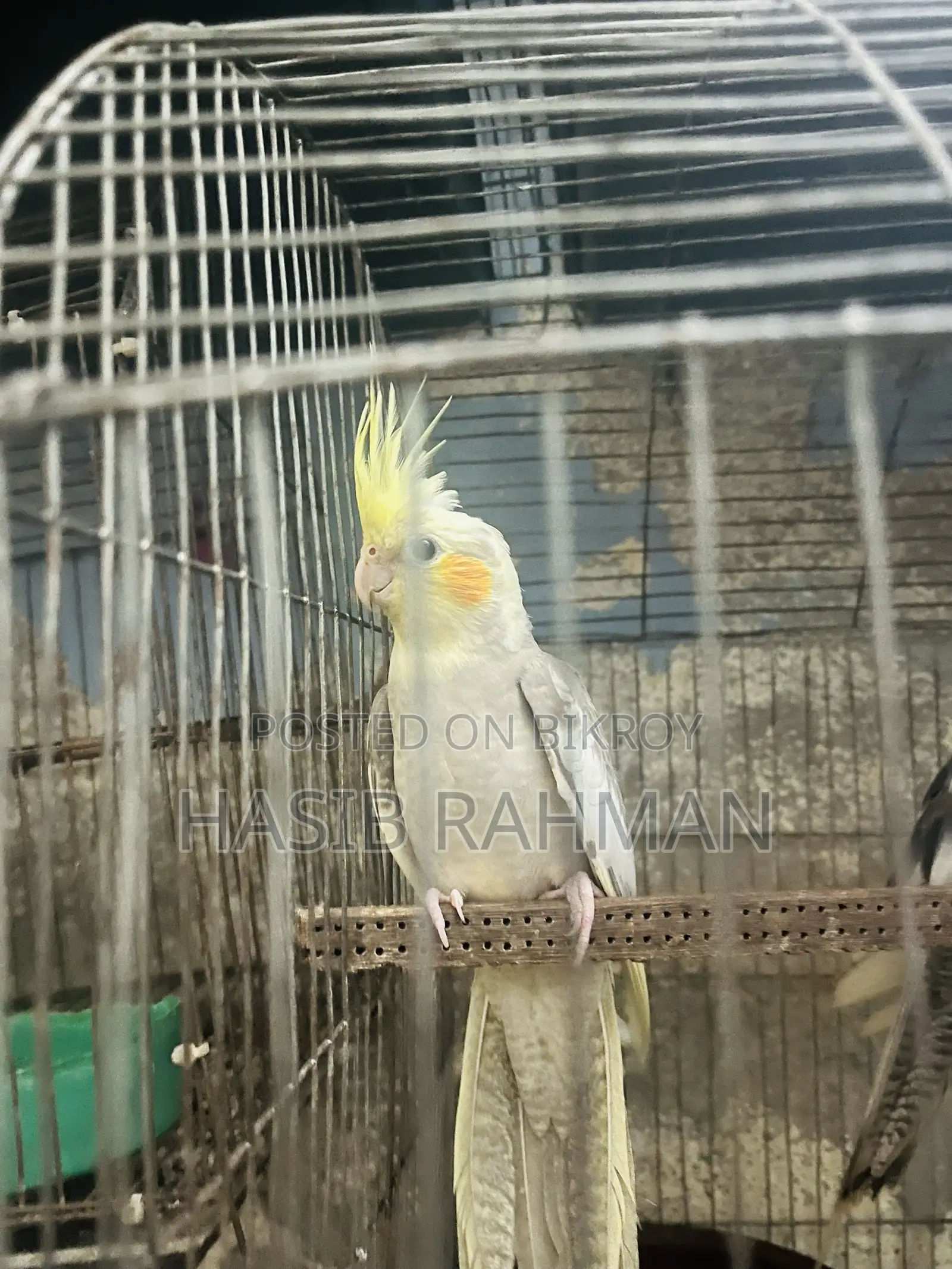 Cockatiel Bird