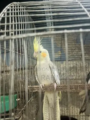 Cockatiel Bird