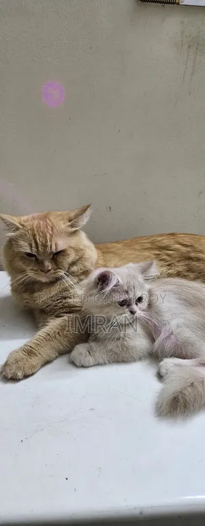 6-12 Months Female Purebred Persian