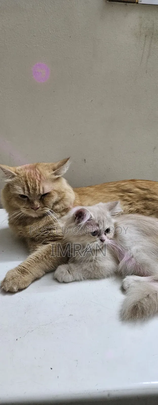 6-12 Months Female Purebred Persian
