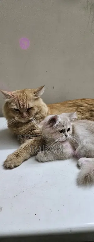 6-12 Months Female Purebred Persian