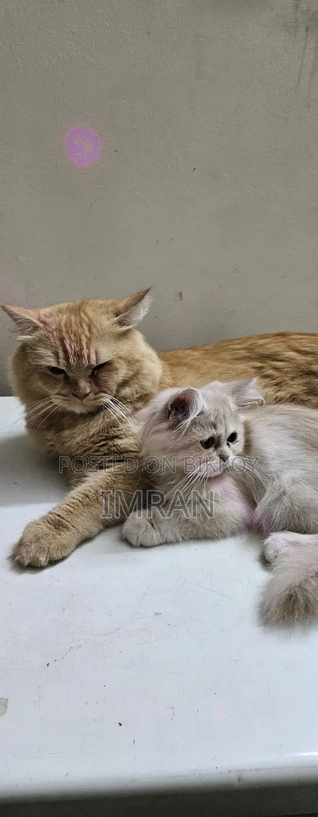 6-12 Months Female Purebred Persian